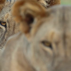 Safari privado personalizado (consultar)