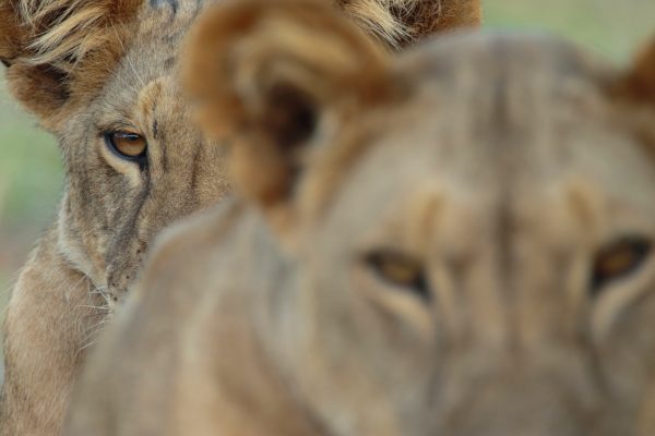 Safari privado personalizado (consultar)