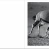 White , nuevo libro +LIBRO AFRICA - Imagen 9