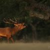 Ponencia Antonio liebana de fotografia de fauna 27 de Septiembre - Imagen 10