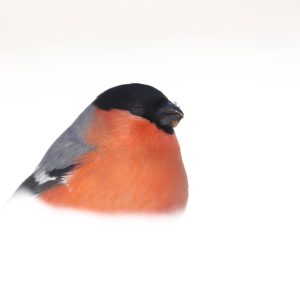 Taller fotográfico de aves invernantes con Antonio Liébana Del 18 al 21 de enero de 2024