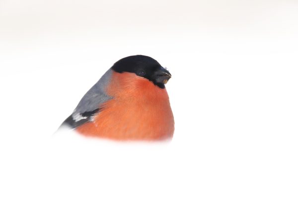 Taller fotográfico de aves invernantes con Antonio Liébana Del 18 al 21 de enero de 2024