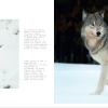 White , nuevo libro +LIBRO AFRICA - Imagen 3