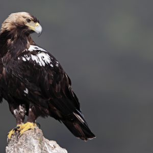 Grandes rapaces en EL MILLARON del 11 al 14 de Diciembre de 2025