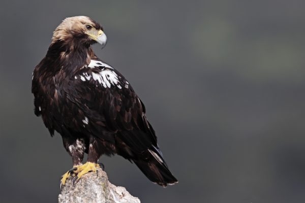 Grandes rapaces en EL MILLARON del 11 al 14 de Diciembre de 2025