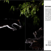 Libro , El Fotógrafo de Fauna - Imagen 2