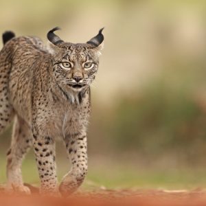 Taller fotográfico invernal de lince ibérico con Antonio Liébana del 16 al 19 de diciembre de 2023