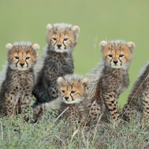 Masai Mara del 29 de noviembre al 8 de Diciembre
