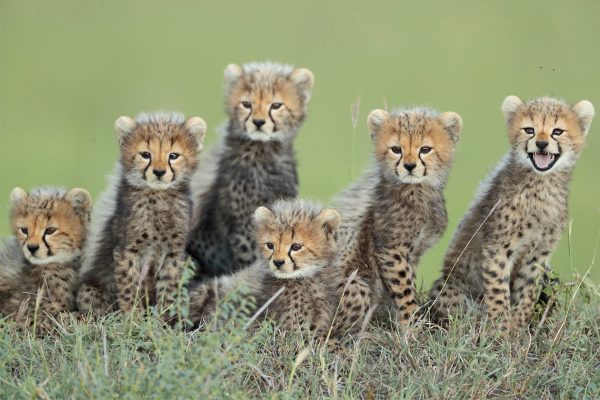 Masai Mara del 29 de noviembre al 8 de Diciembre