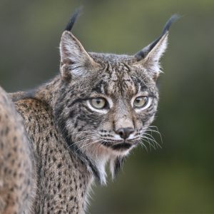 Taller fotográfico invernal de lince ibérico con Antonio Liébana y Miryan Fidalgo del 19 al 22 de diciembre de 2023