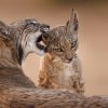 Ponencia Antonio liebana de fotografia de fauna 27 de Septiembre - Imagen 9