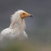 Ponencia Antonio liebana de fotografia de fauna 27 de Septiembre - Imagen 6