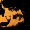 Ponencia Antonio liebana de fotografia de fauna 27 de Septiembre - Imagen 3