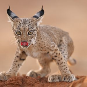 EXTENDED IBERIAN LYNX PHOTOGRAPHY WORKSHOP WITH ANTONIO LIÉBANA.12th to August 18th, 5 full days of effective work (English language)