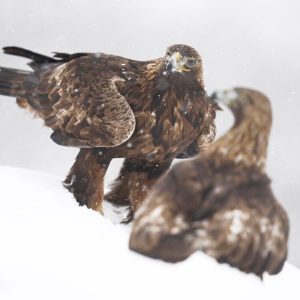 Taller fotográfico de aves invernantes con Antonio Liébana Del 21 al 24 de enero de 2024