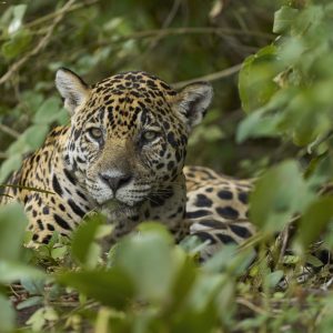 Jaguares en el Pantanal brasileño 29 de junio al 9 de julio de 2024