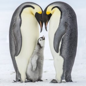 Mar de Weddell, en busca del pingüino emperador del 7 al 22 de noviembre de 2024
